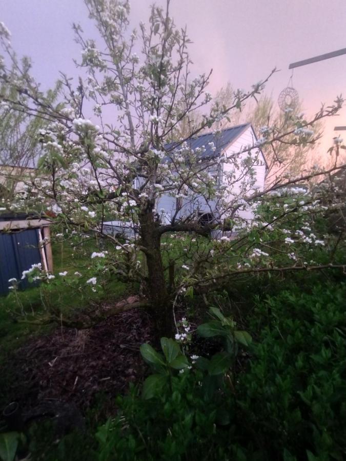 Tuinhuisje In Het Groen 阿尔梅勒 外观 照片